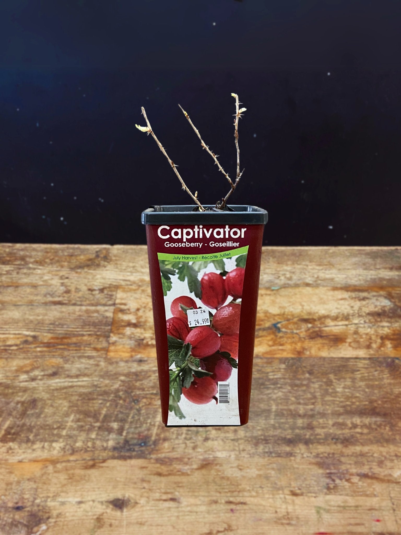 Captivator Gooseberry - Satellite Garden Centre