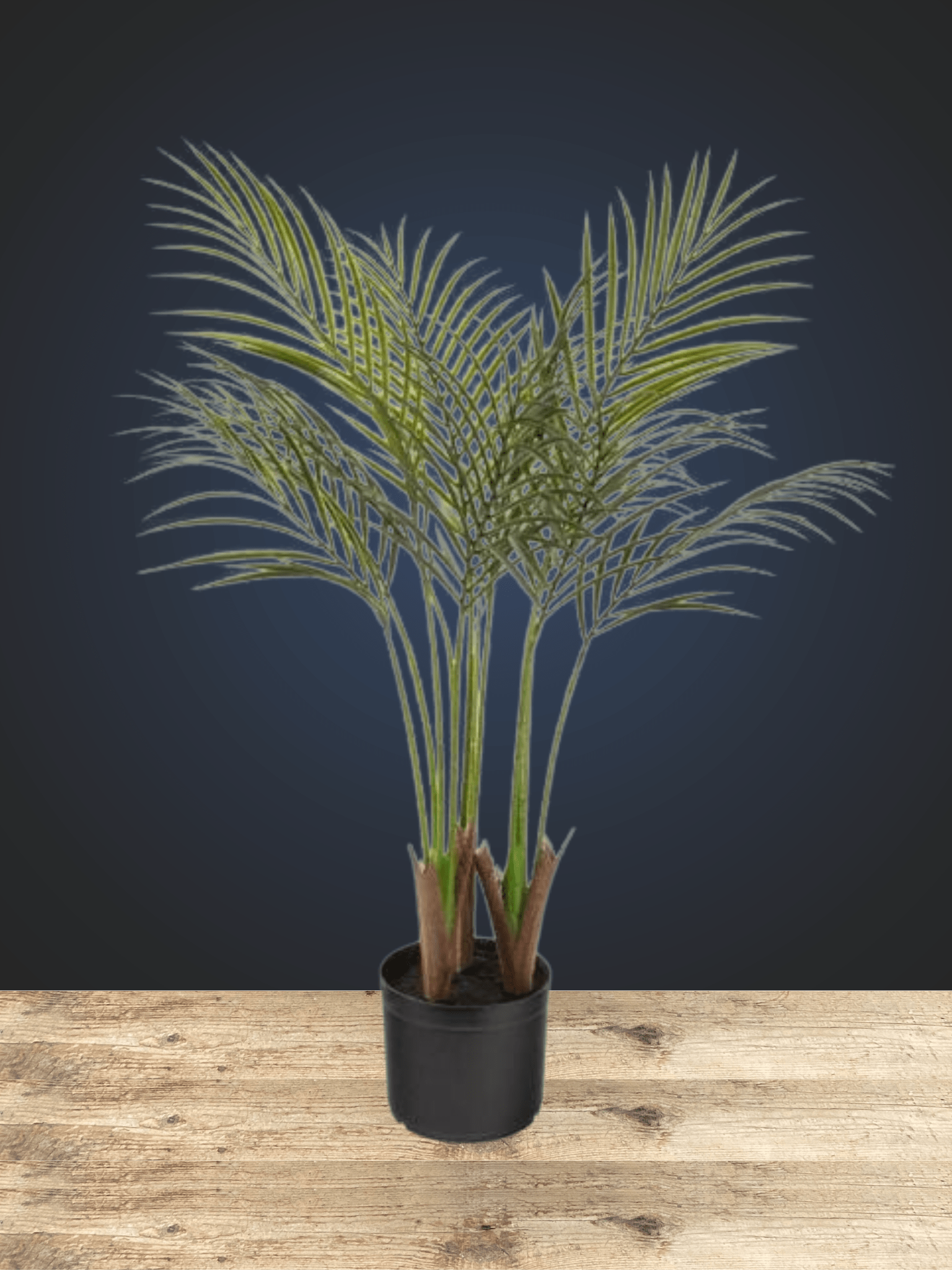 Cat Palm - Satellite Garden Centre