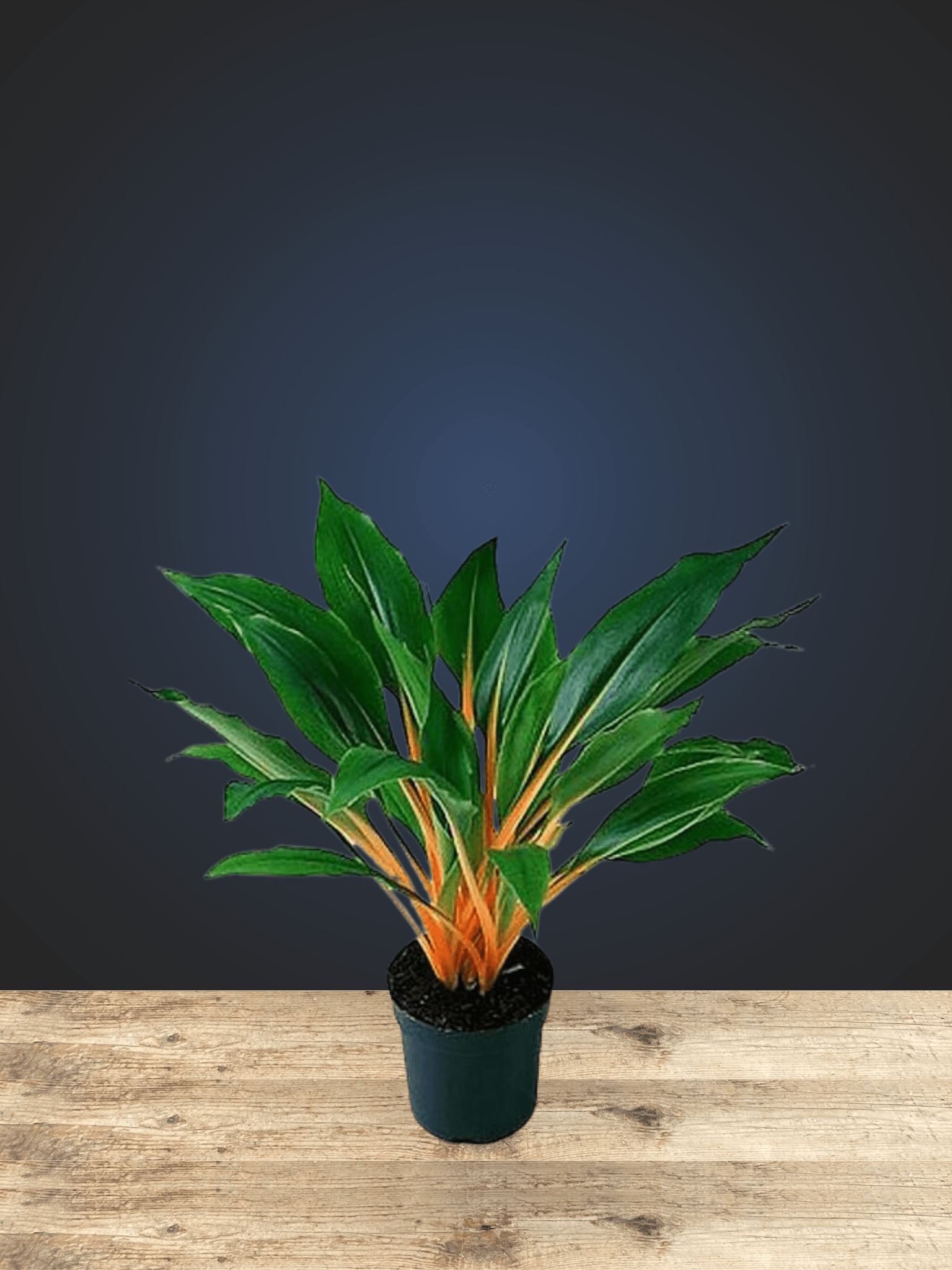 Chlorophytum Mandarin Orange - Satellite Garden Centre