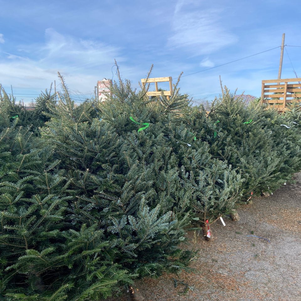 Christmas 54 - Satellite Garden Centre