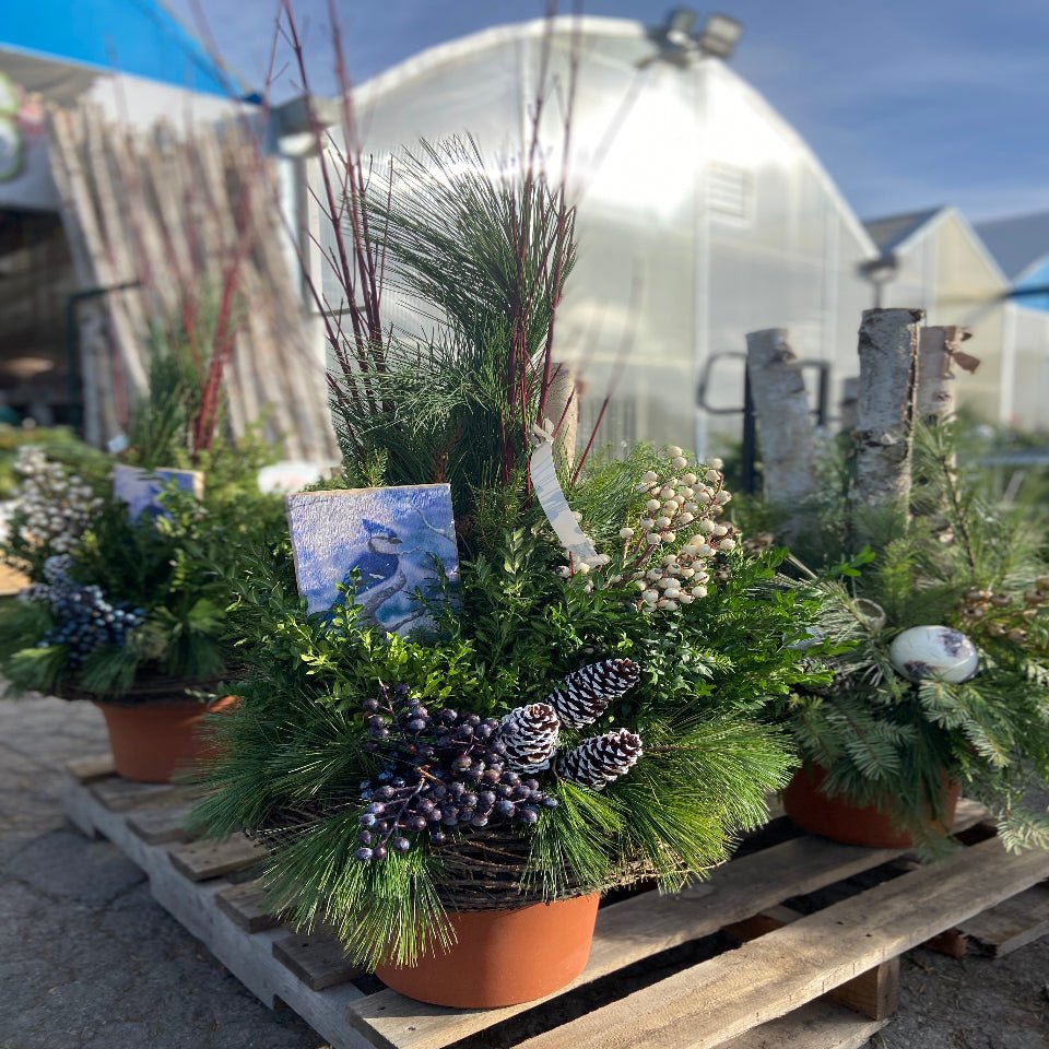 Christmas 7 - Satellite Garden Centre