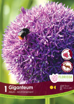Allium Giganteum