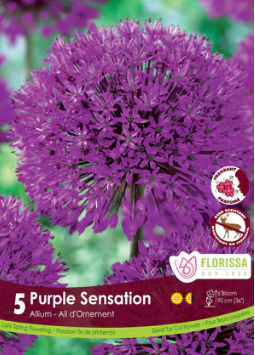 Allium Purple Sensation