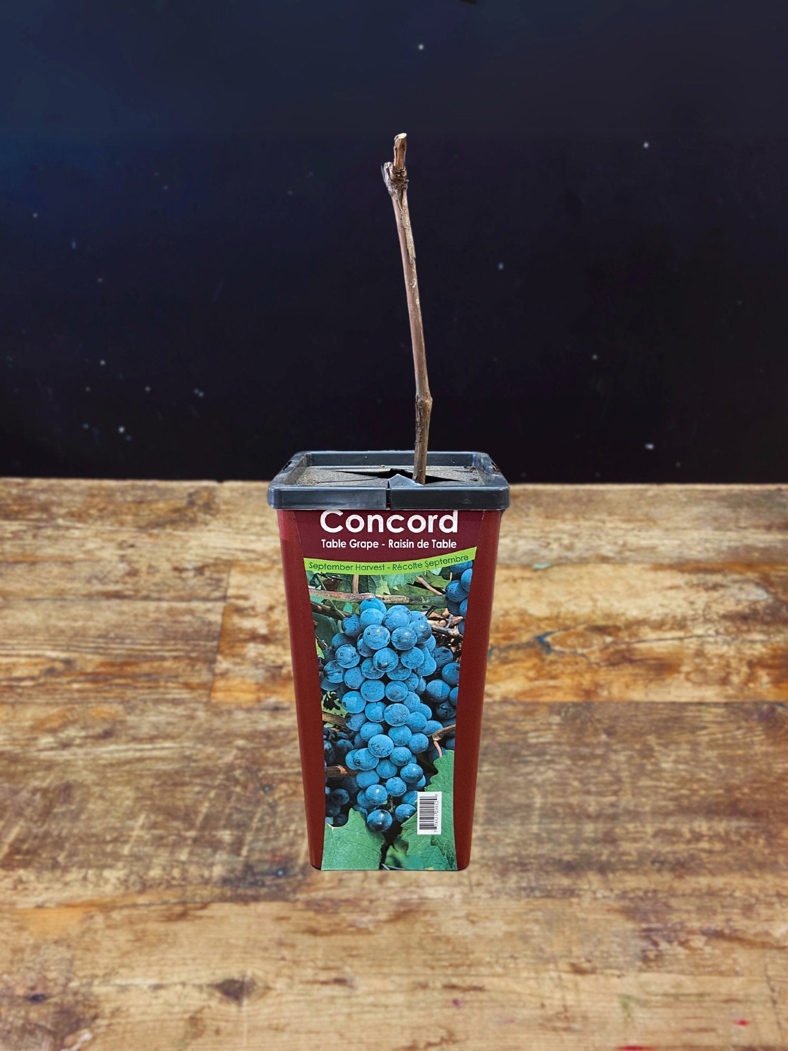 Concord Table Grape - Satellite Garden Centre