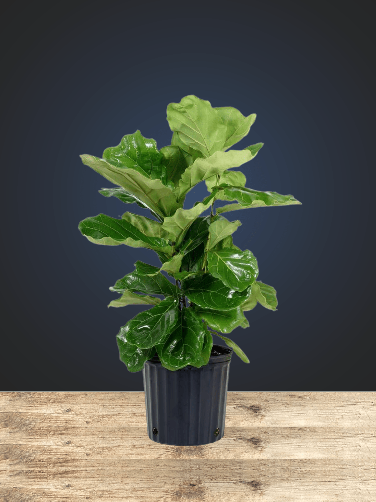 Ficus Lyrata Bush - Satellite Garden Centre