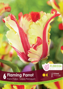 Tulip Flaming Parrot