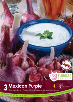 Garlic Mexican Purple Tops