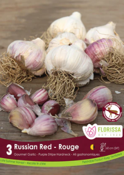 Garlic Russian Red Tops