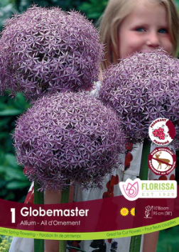 Allium Globemaster Tops