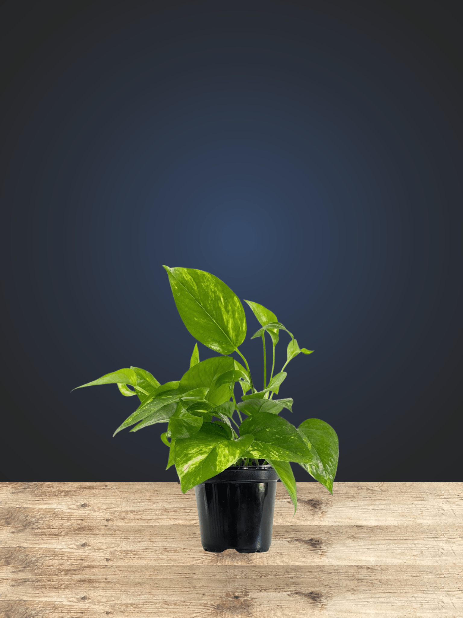 Golden Pothos - Satellite Garden Centre