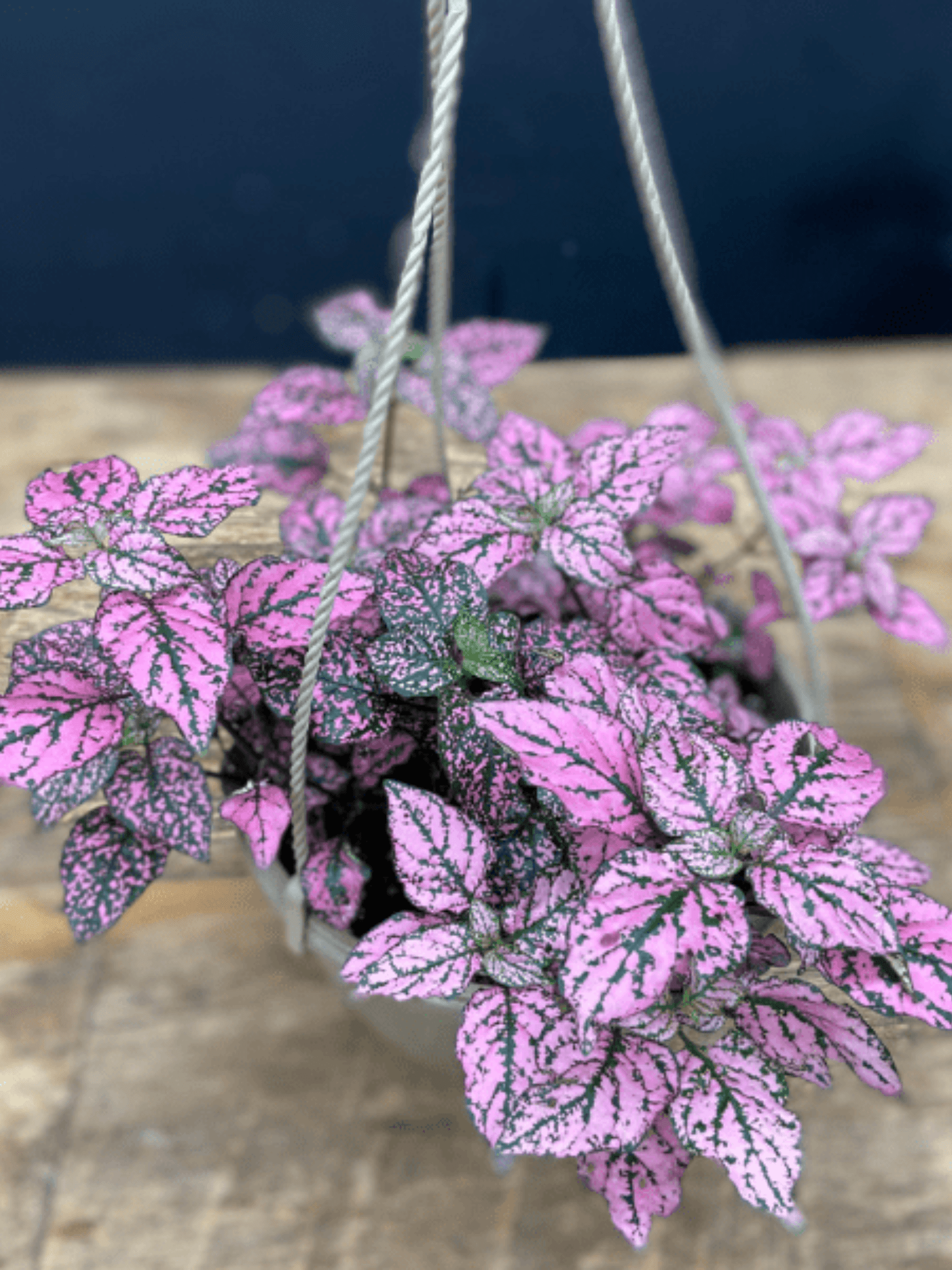 Hypoestes Polka Dot Plant - Satellite Garden Centre