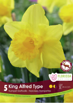 Narcissus King Alfred
