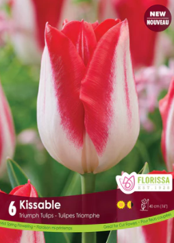 Tulip Kissable