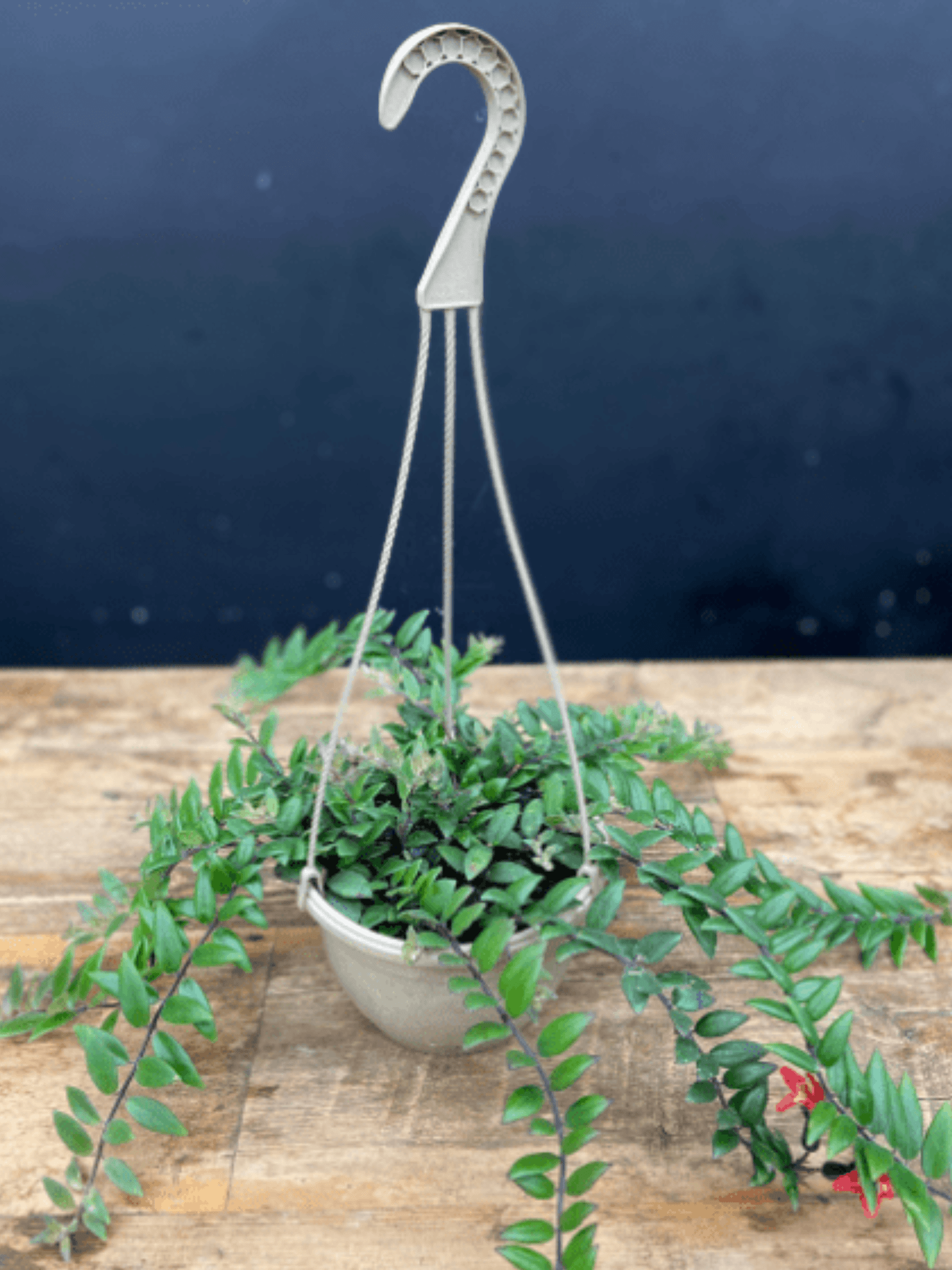 Lipstick Plant Aeschynanthus - Satellite Garden Centre