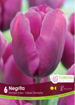 Tulip Negrita