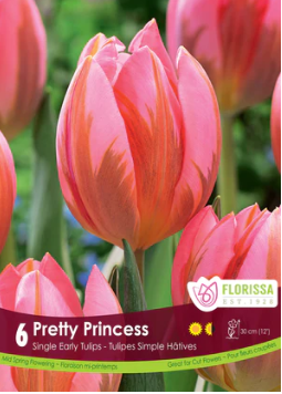 Tulip Pretty Princess