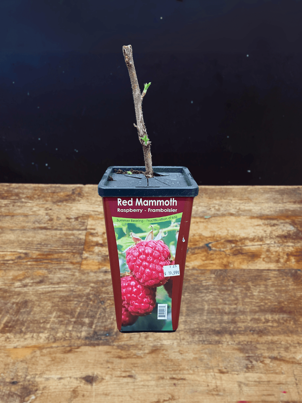 Red Mammoth Raspberry - Satellite Garden Centre – Satellite Garden Centre