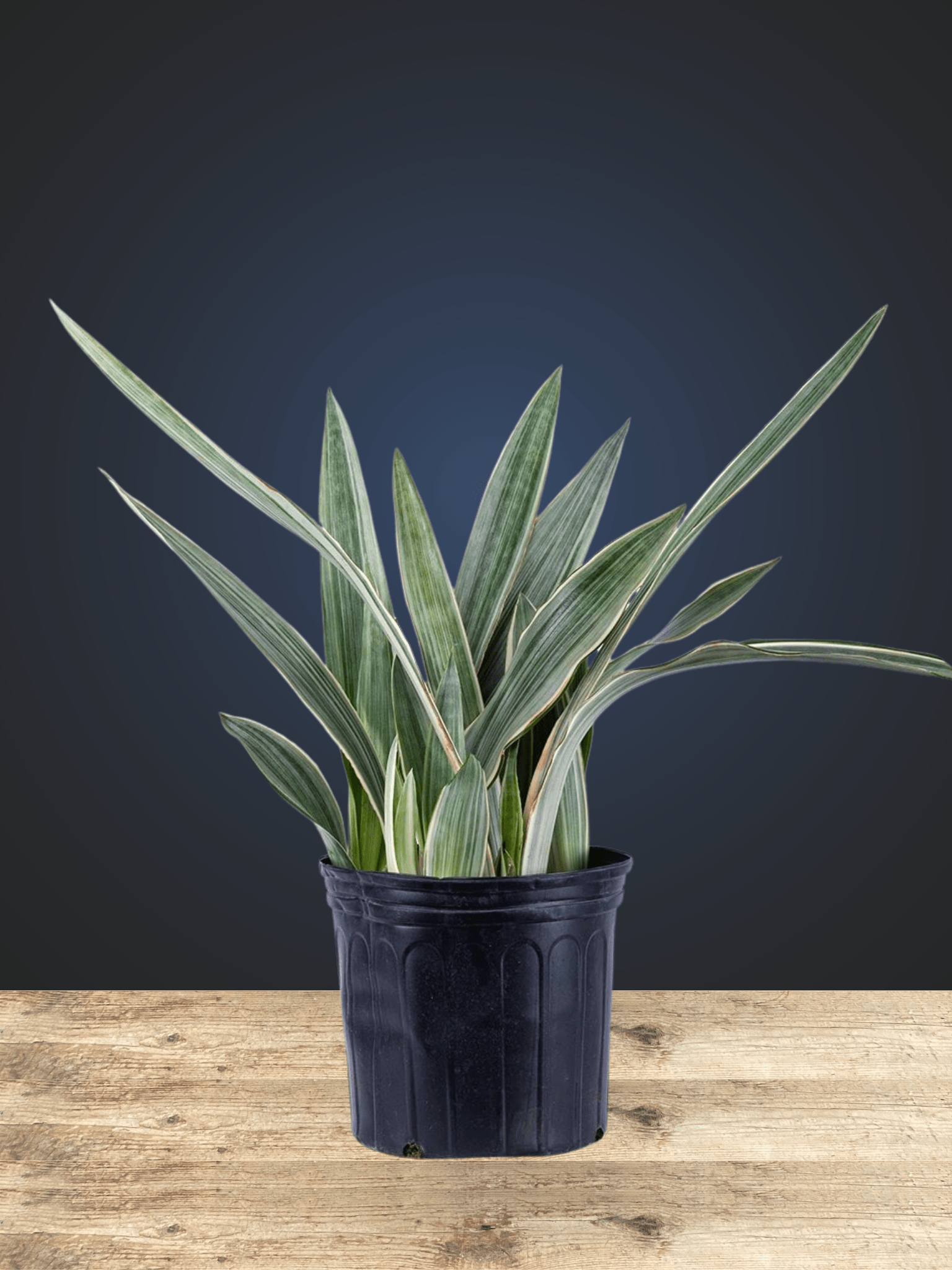 Sansevieira Sayuri - Satellite Garden Centre