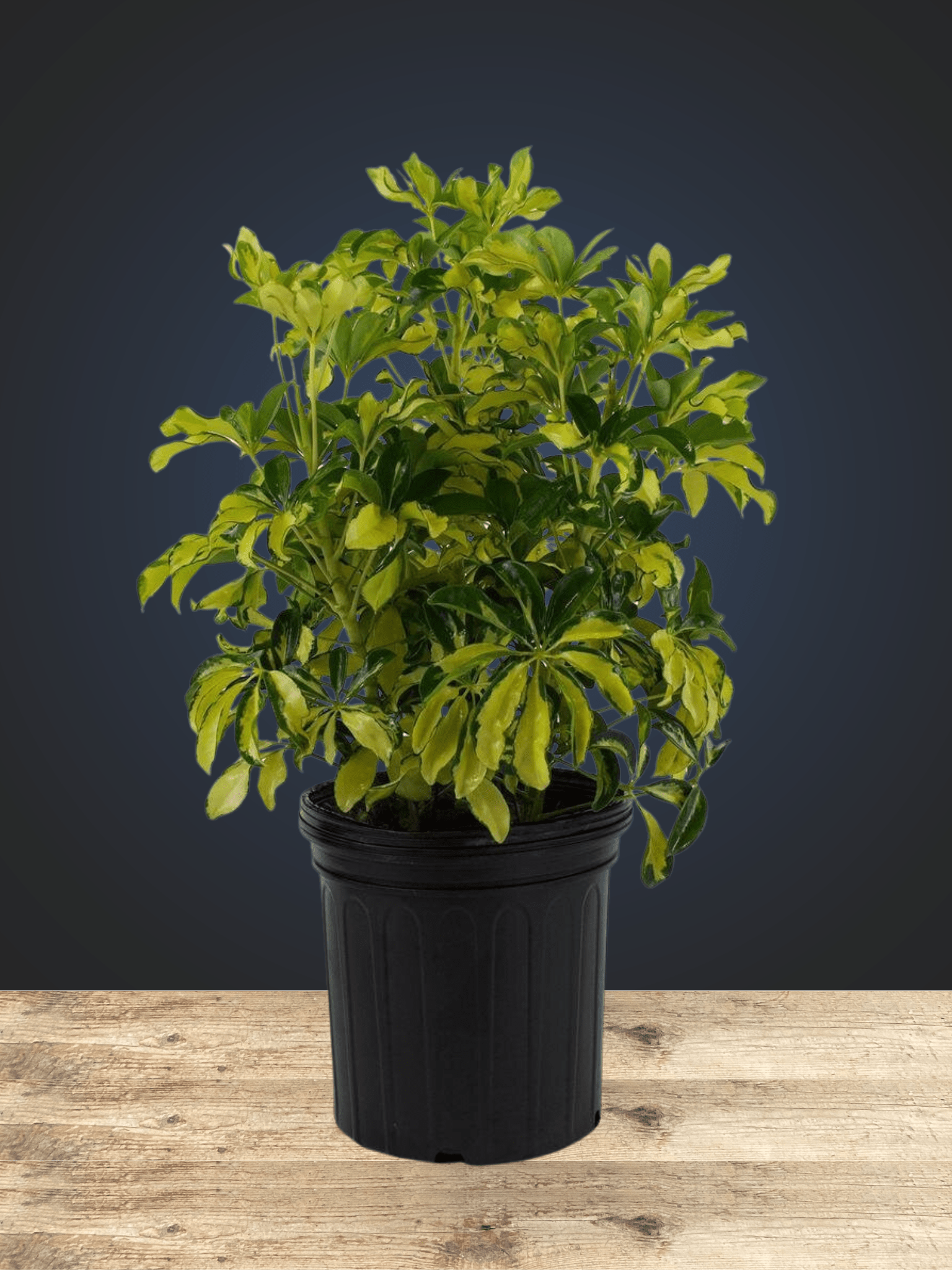 Schefflera Trinette - Satellite Garden Centre