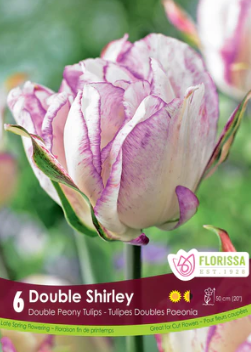 Tulip Double Shirley