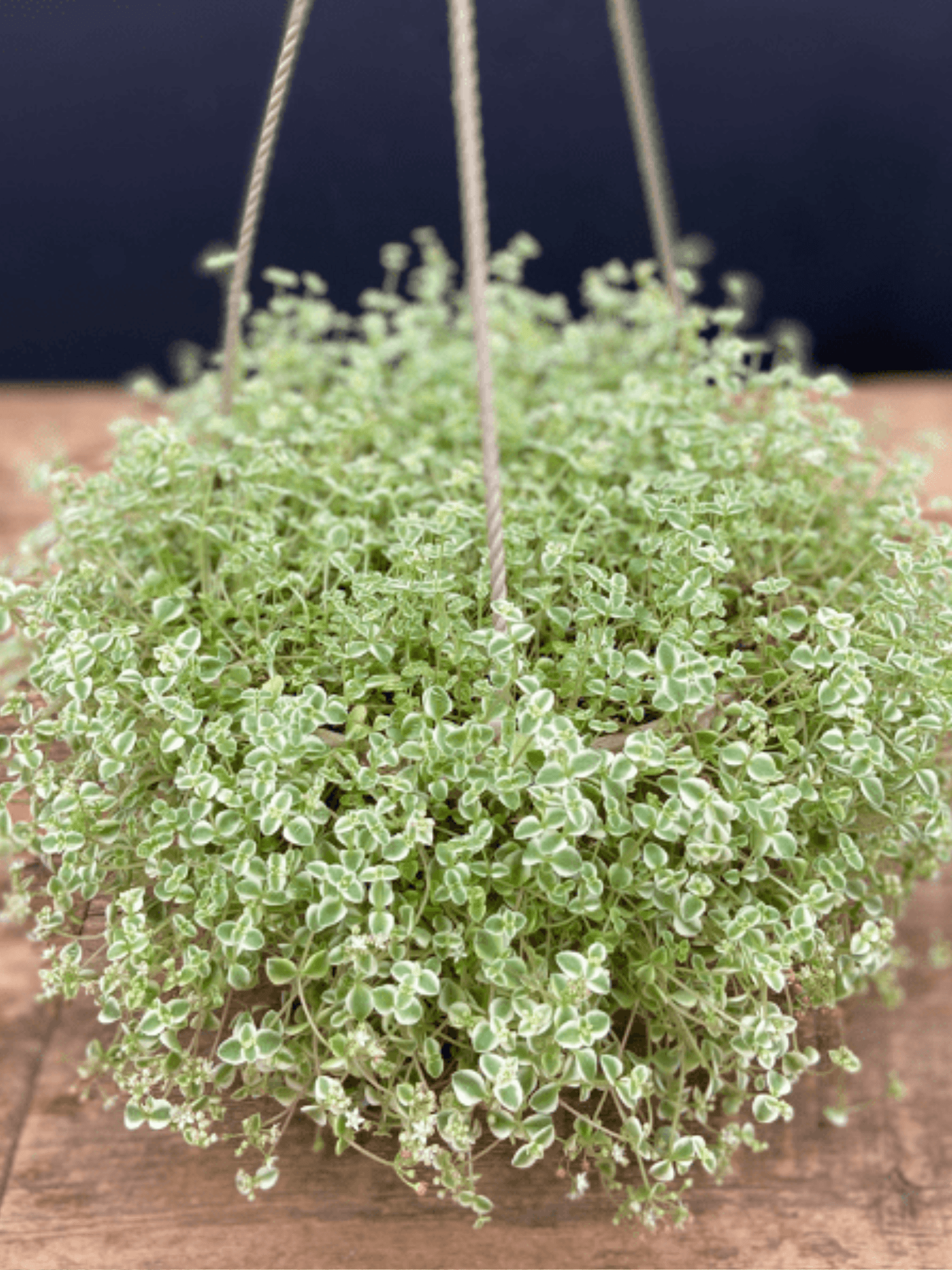 Soleirolia Baby Tears - Satellite Garden Centre