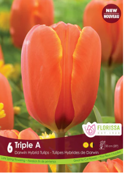 Tulip Triple A