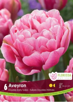 Tulip Aveyron - Satellite Garden Centre