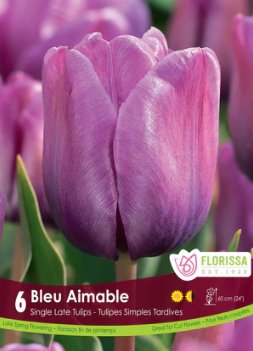 Tulip Bleu Aimable - Satellite Garden Centre