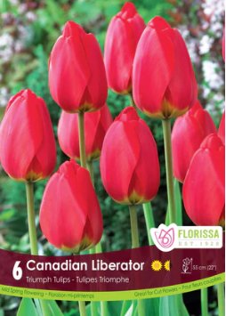 Tulip Canadian Liberator - Satellite Garden Centre