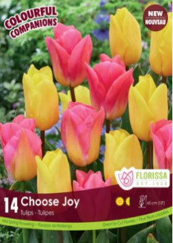 Tulip Choose Joy - Satellite Garden Centre