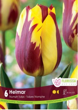 Tulip Helmar - Satellite Garden Centre