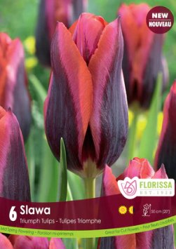 Tulip Slawa - Satellite Garden Centre