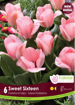Tulip Sweet Sixteen