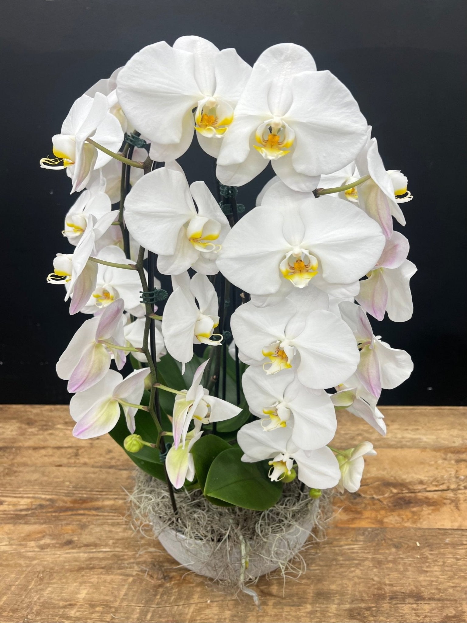 Waterfall Orchid #10 - Satellite Garden Centre