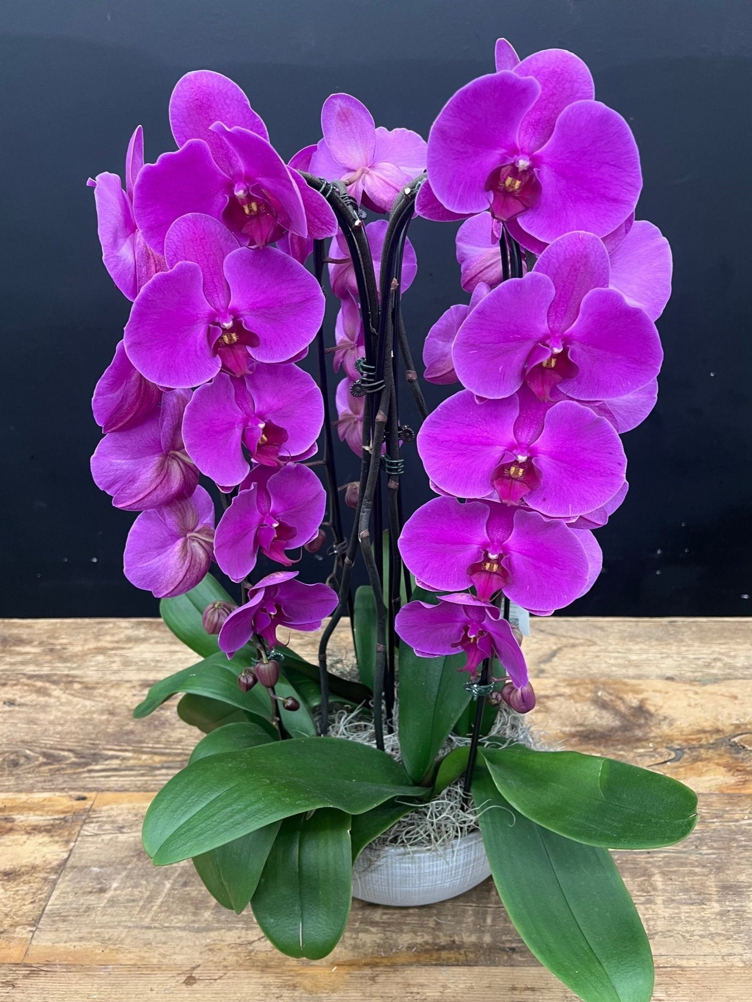 Waterfall Orchid #11 - Satellite Garden Centre