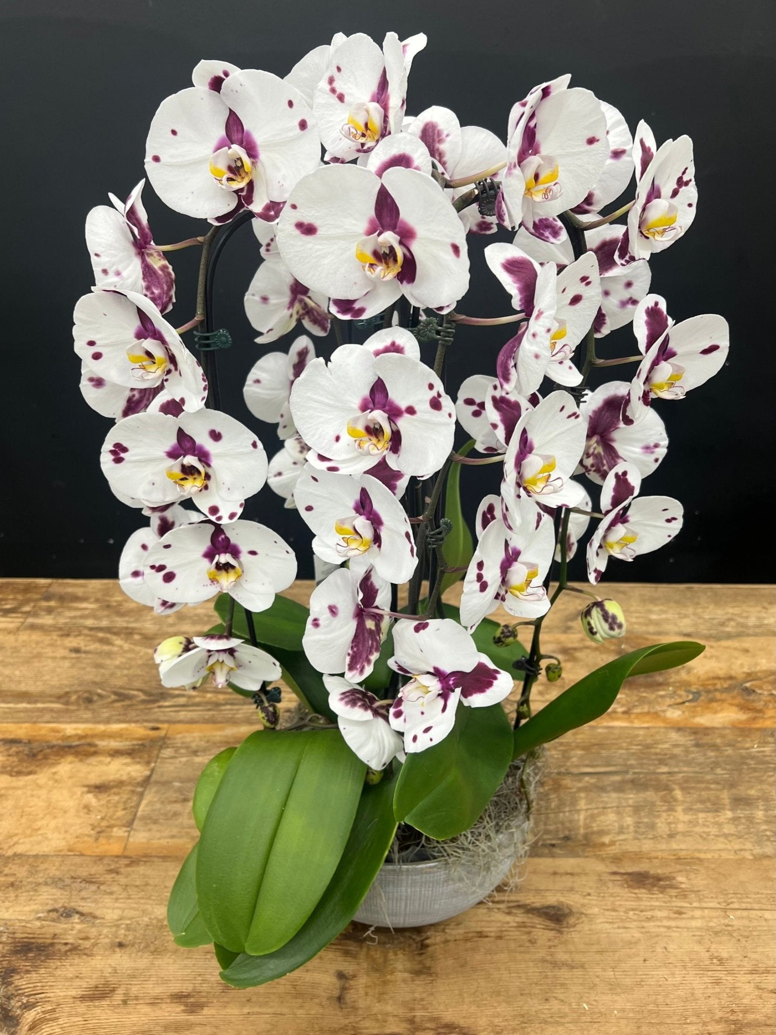 Waterfall Orchid #12 - Satellite Garden Centre