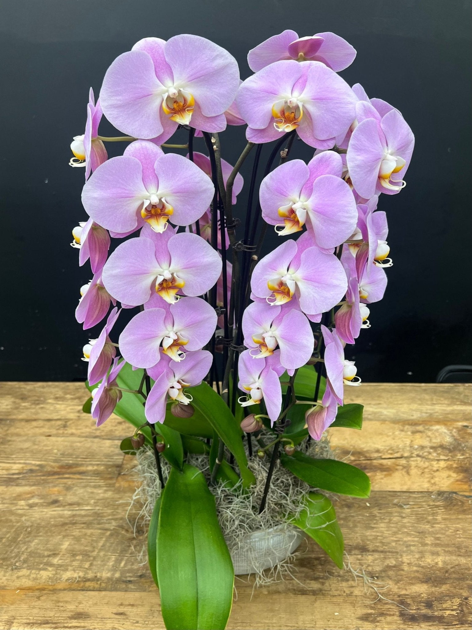 Waterfall Orchid #13 - Satellite Garden Centre
