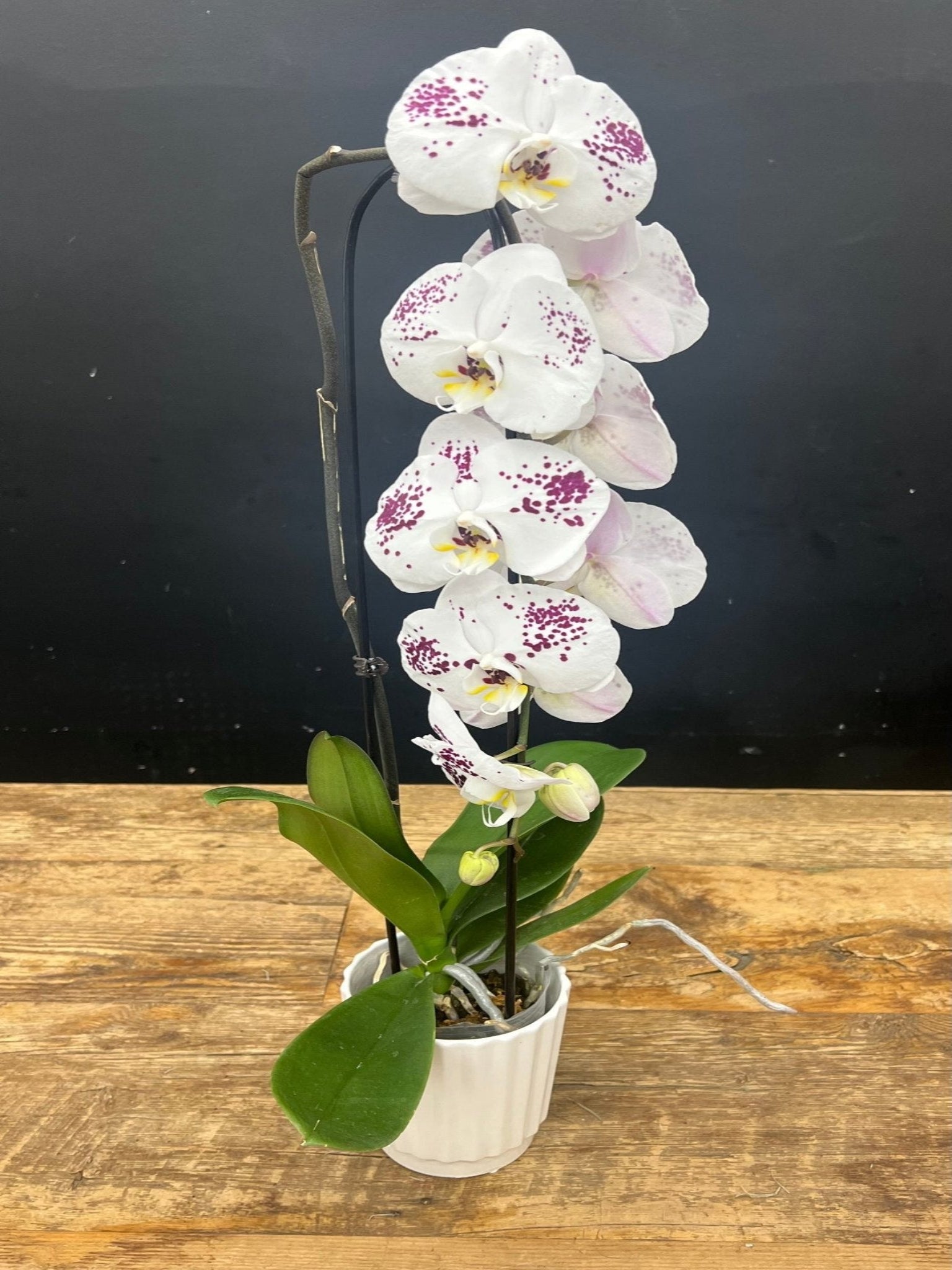 Waterfall Orchid #4 - Satellite Garden Centre