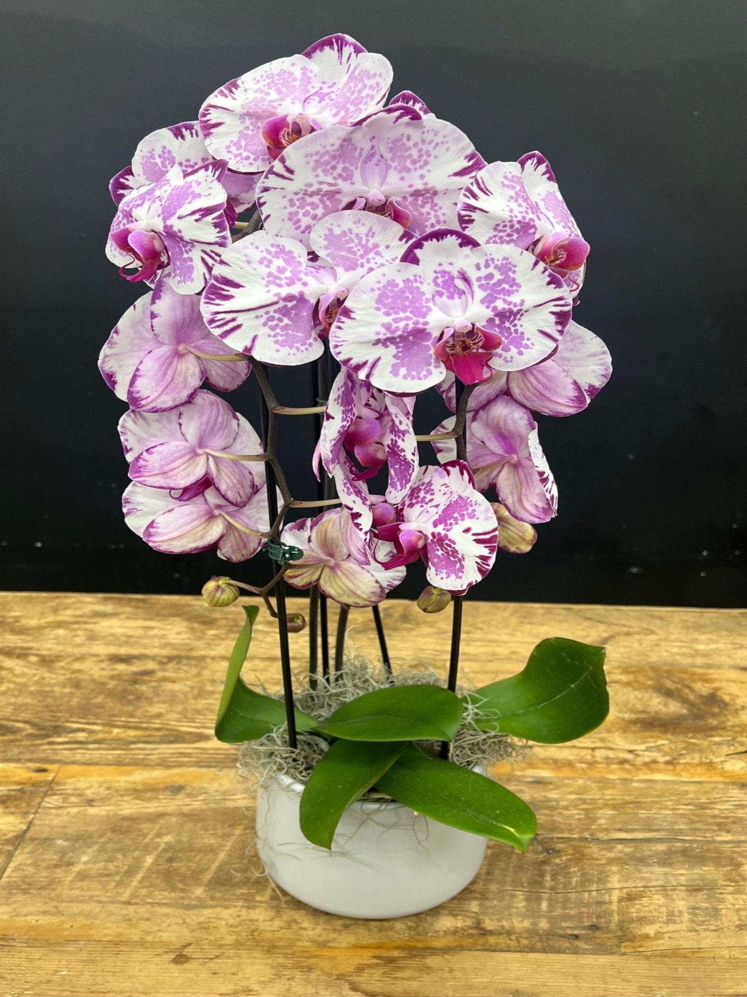 Waterfall Orchid #7 - Satellite Garden Centre