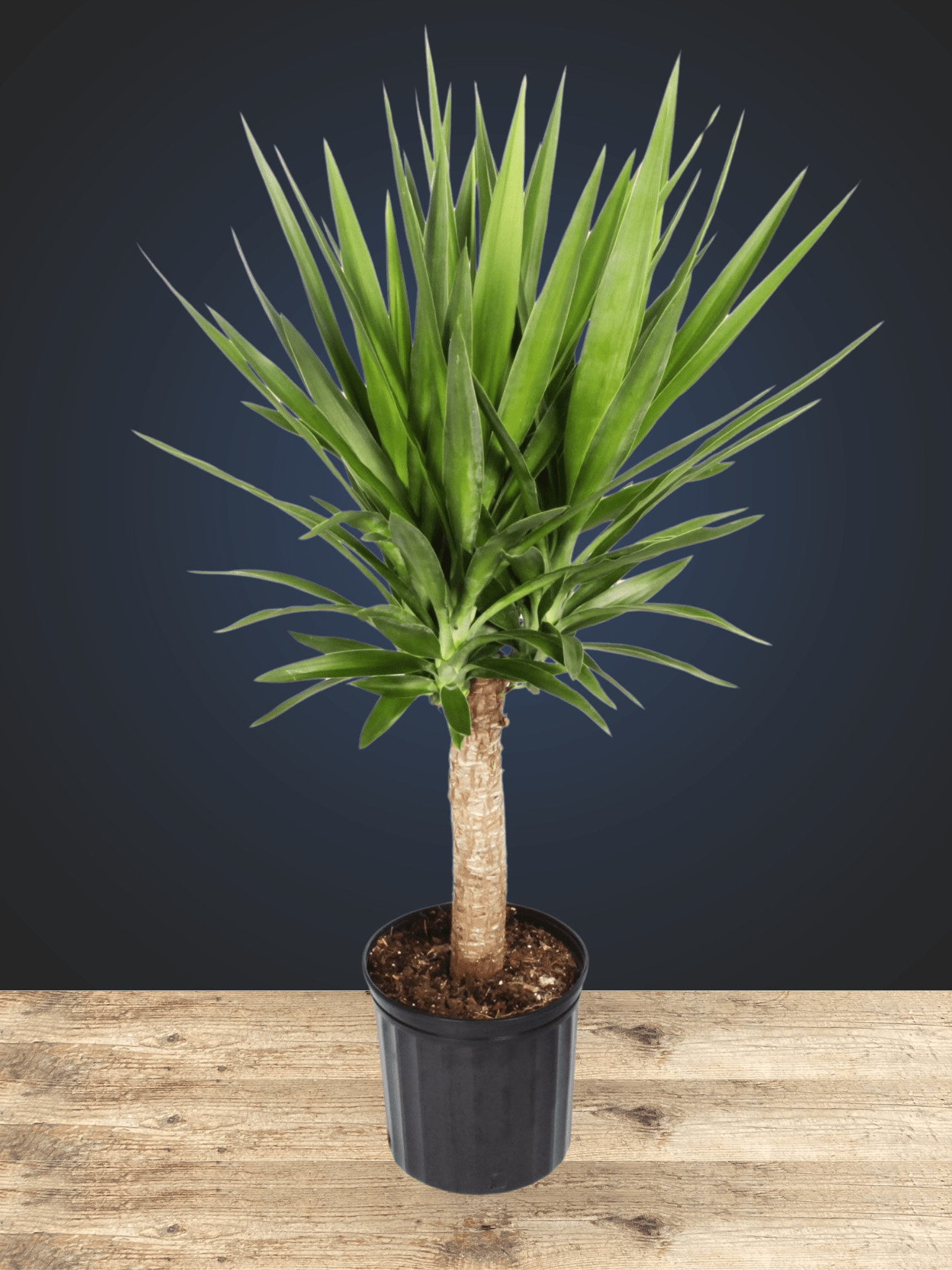 Yucca Cane 12" - Satellite Garden Centre