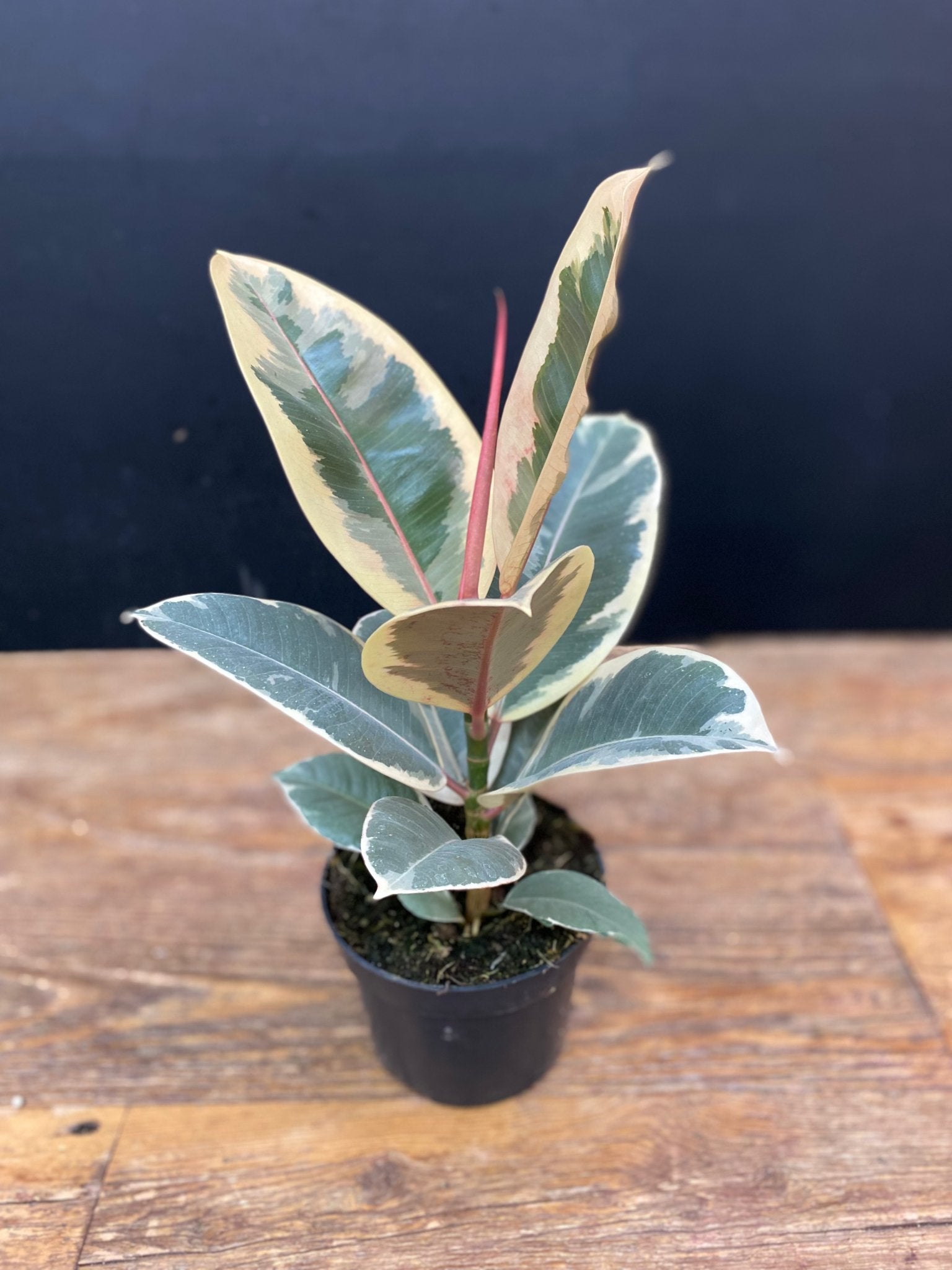 5” Ficus Tineke - Satellite Garden Centre