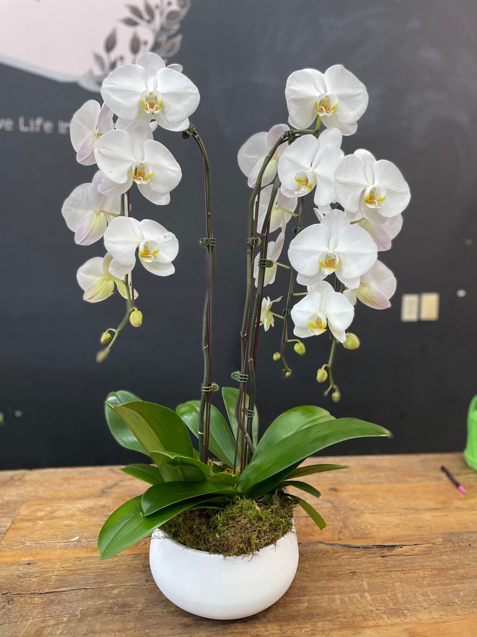 Double Orchid in Ceramic - Sympathy Arrangement Syle #8 - Satellite Garden Centre