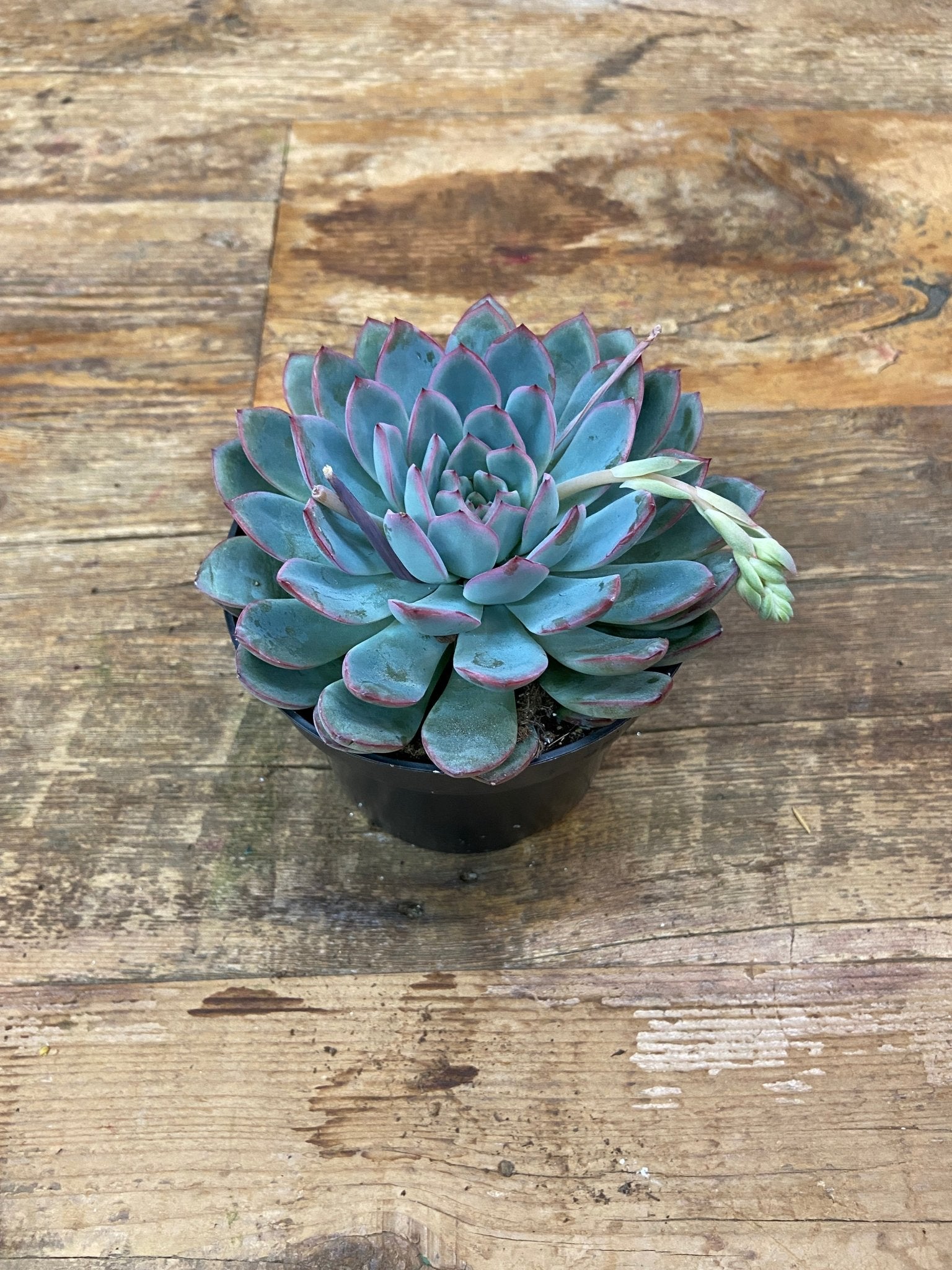 Echeveria - Satellite Garden Centre