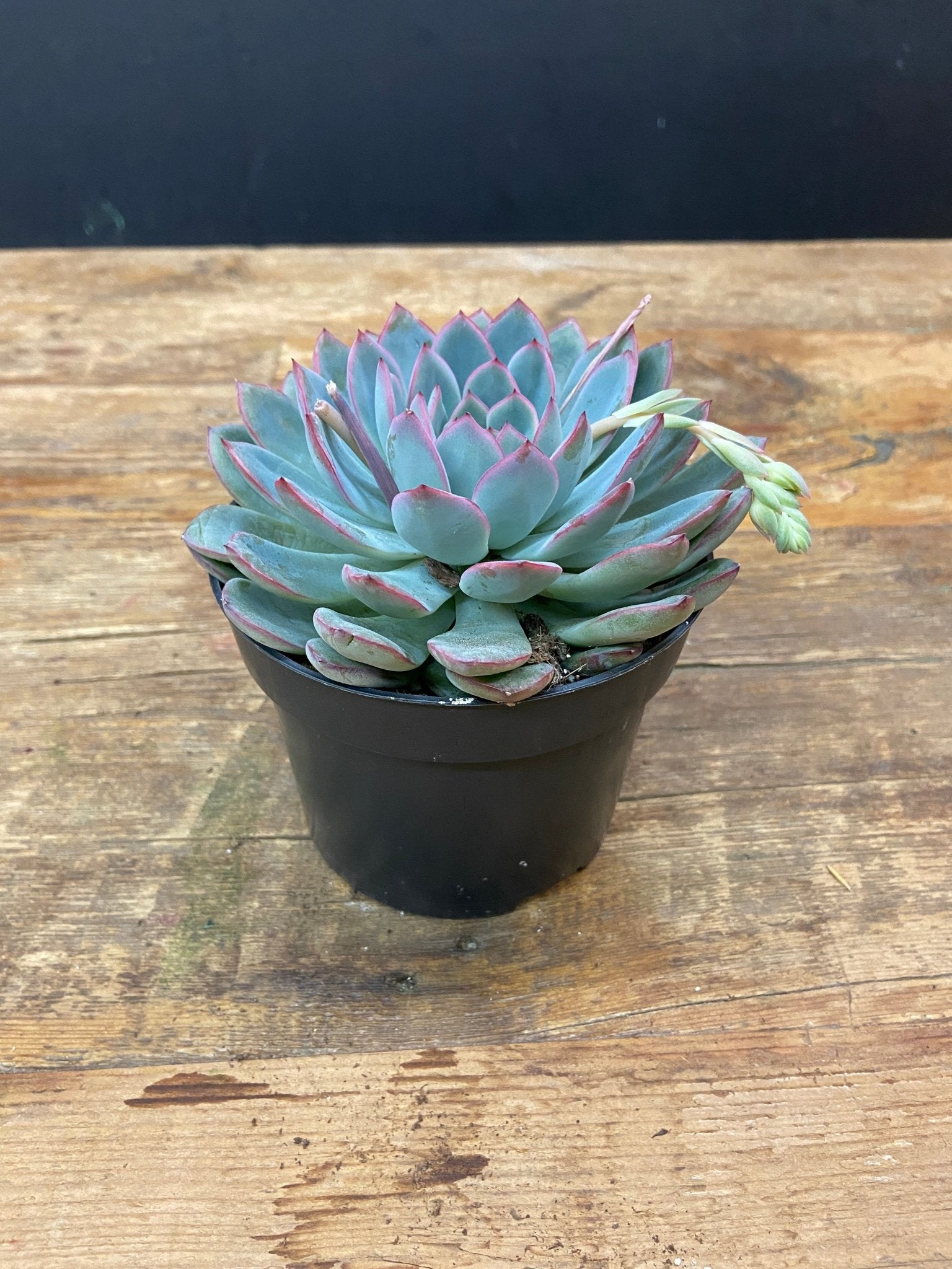 Echeveria - Satellite Garden Centre