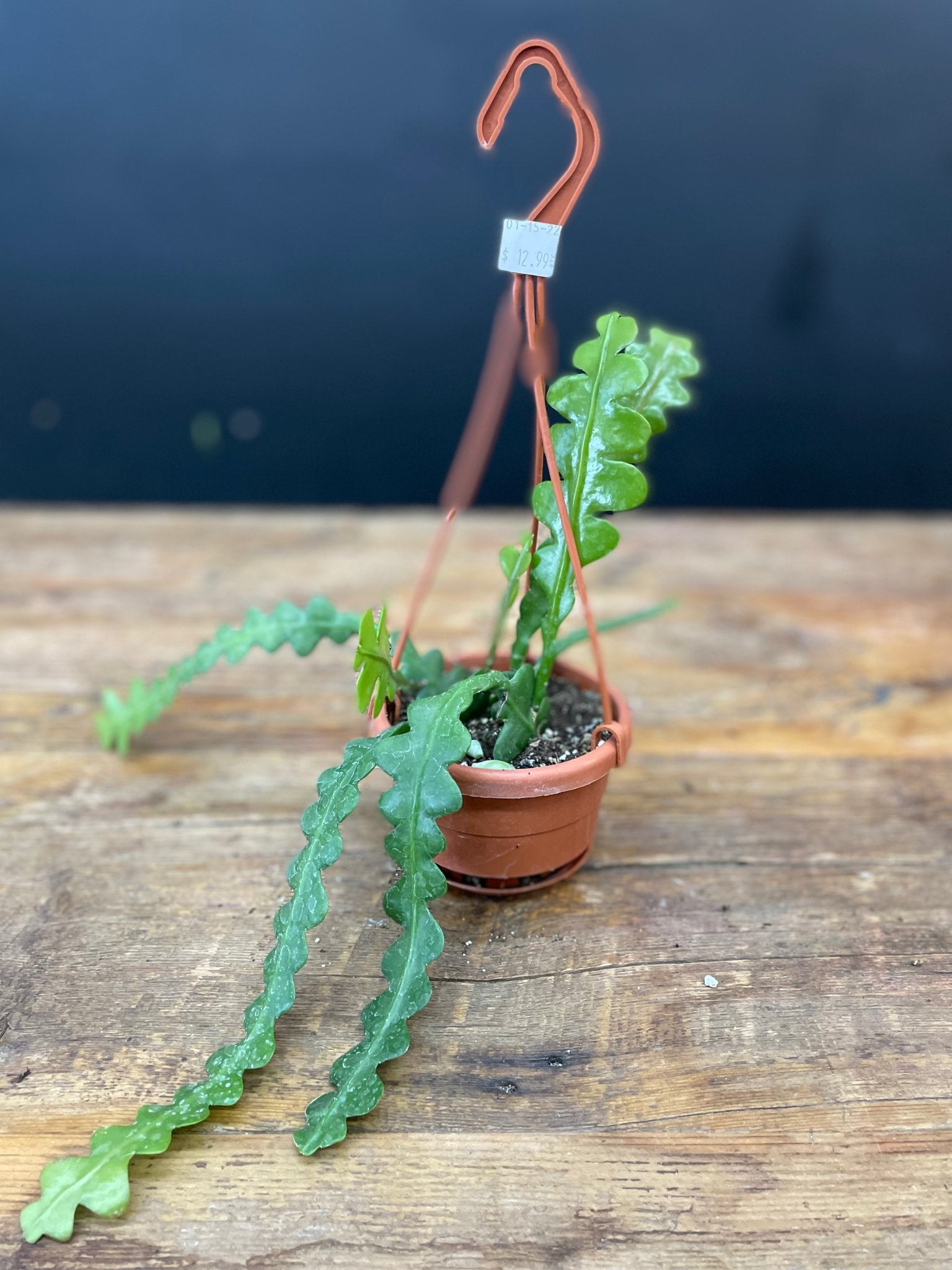 Fishbone Cactus - Satellite Garden Centre