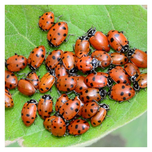 Ladybugs Pre-Order