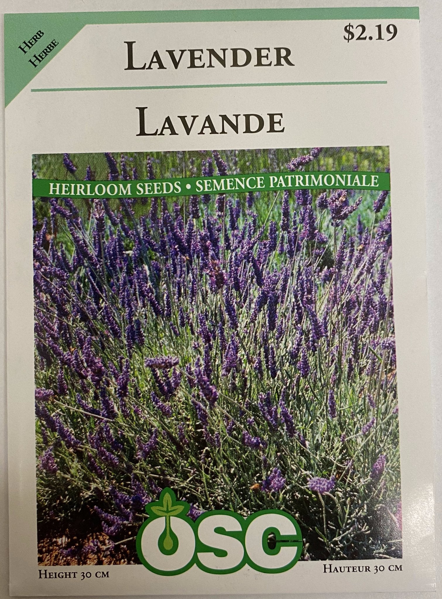 Lavender - Satellite Garden Centre