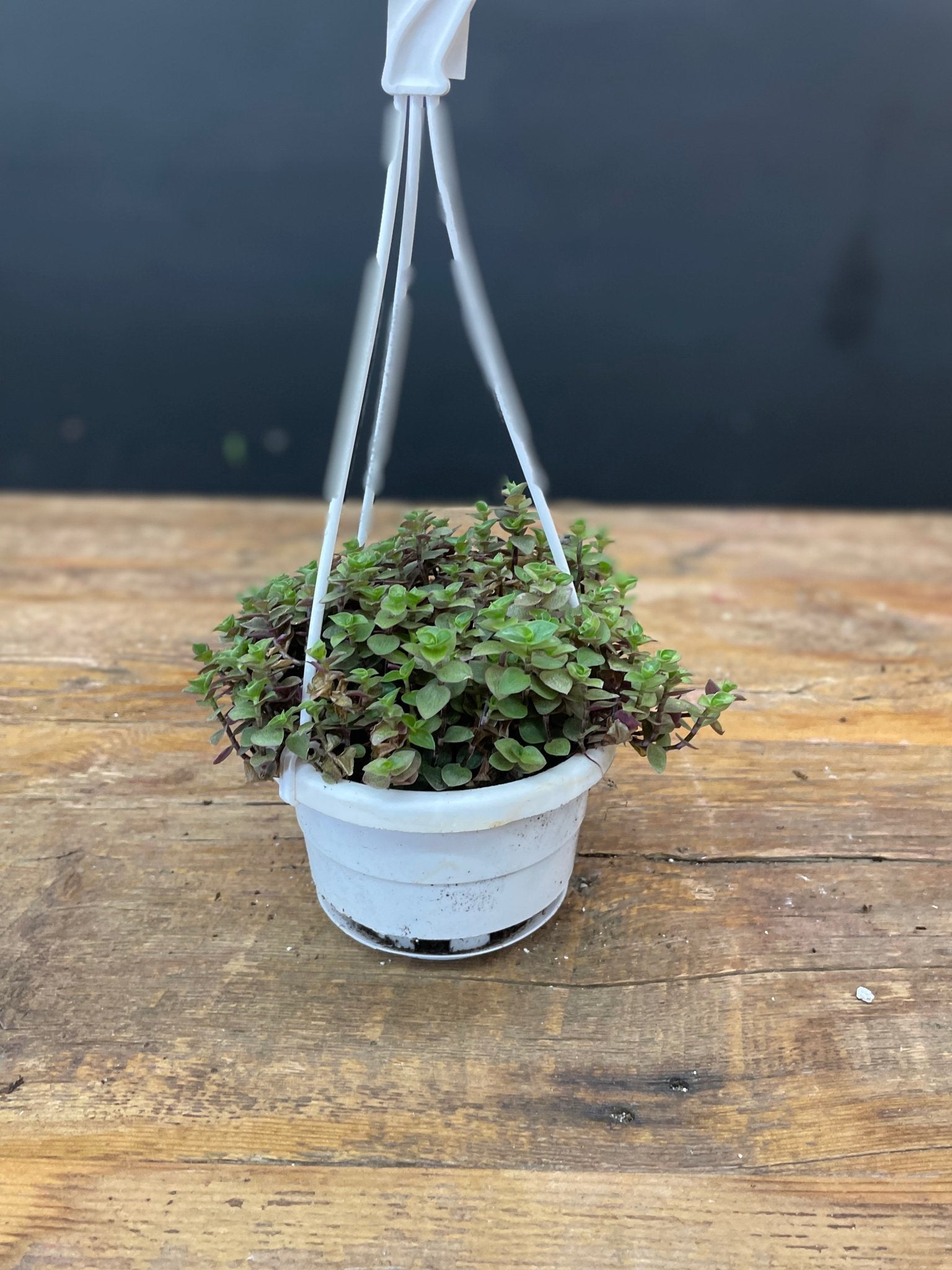 Sedum - Satellite Garden Centre