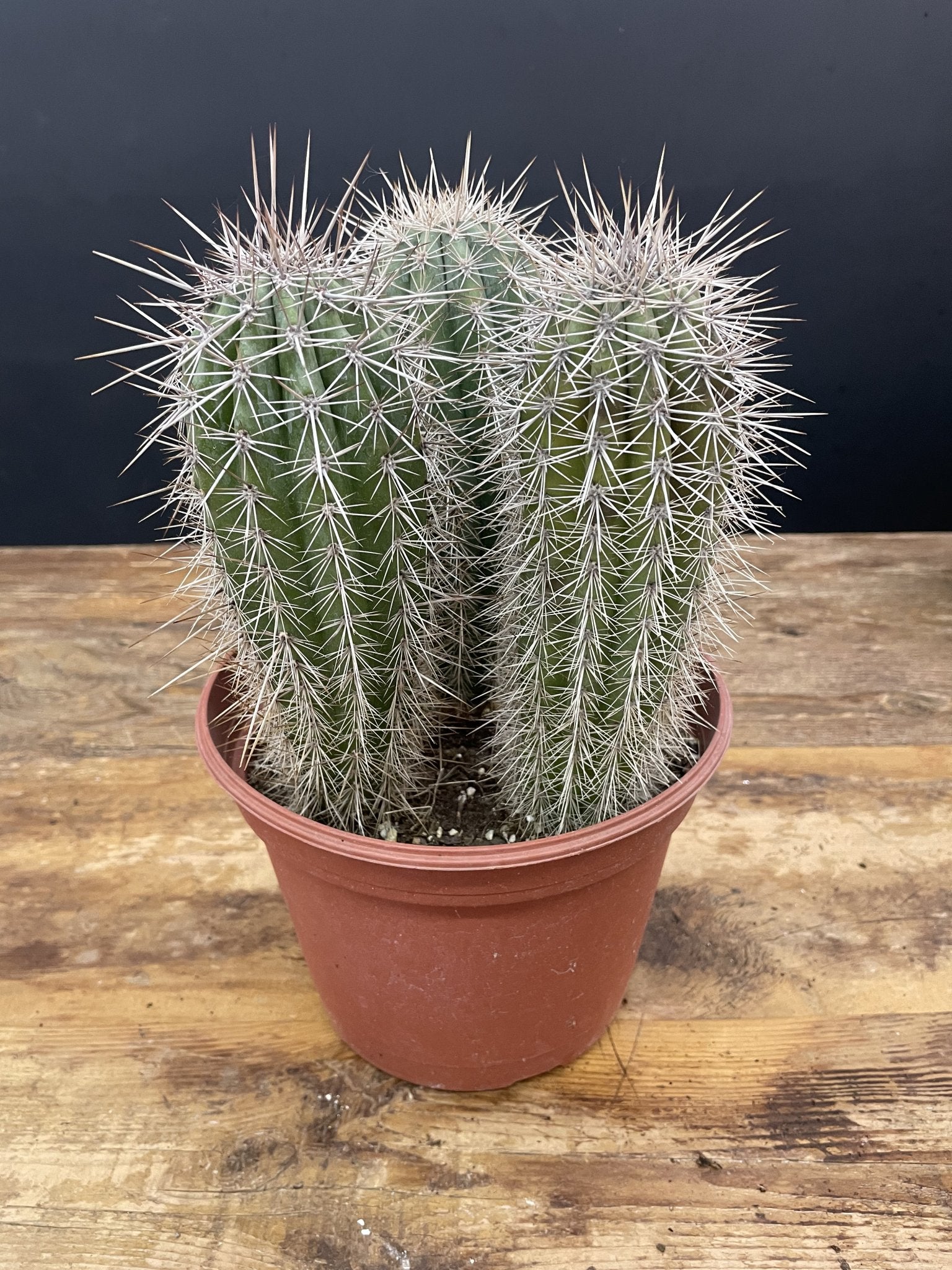 Tri Cactus - Satellite Garden Centre